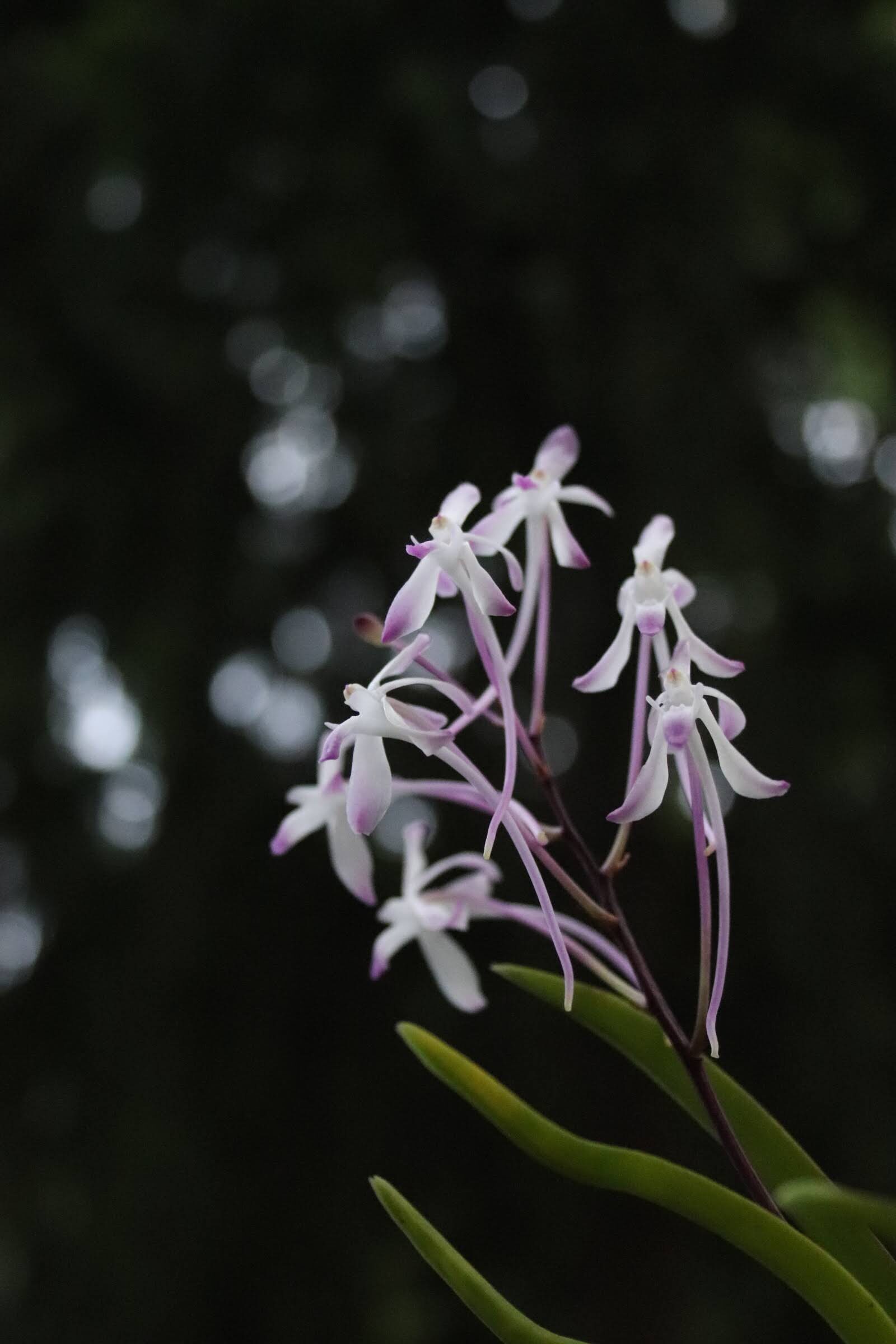 Vanda falcata orchid flowers with pink tips to the white petals