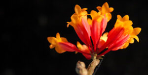 A top down view of a cluster of bicolor (red and yellow) Dendrobium lawesii flowers