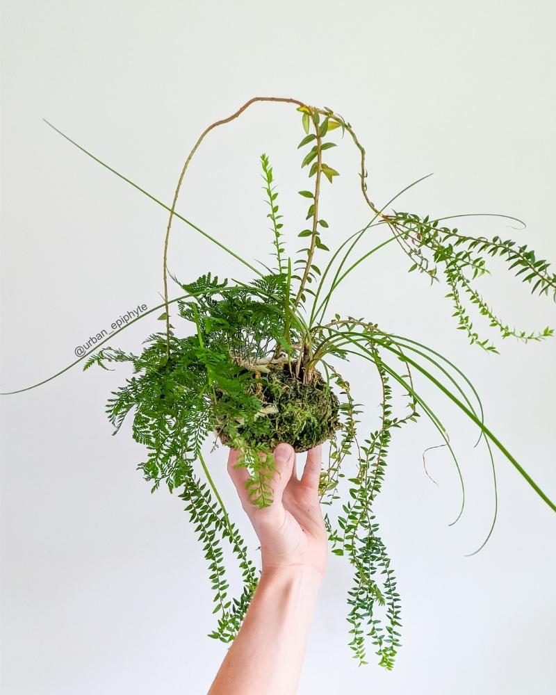 a moss ball with plants growing out of it, also known as a tamandama, held up by a hand