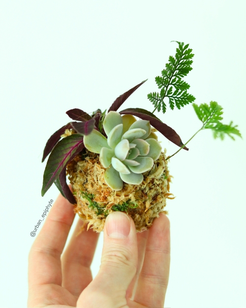 hand holding moss ball with succulent, fern, and red colored plant growing out of it